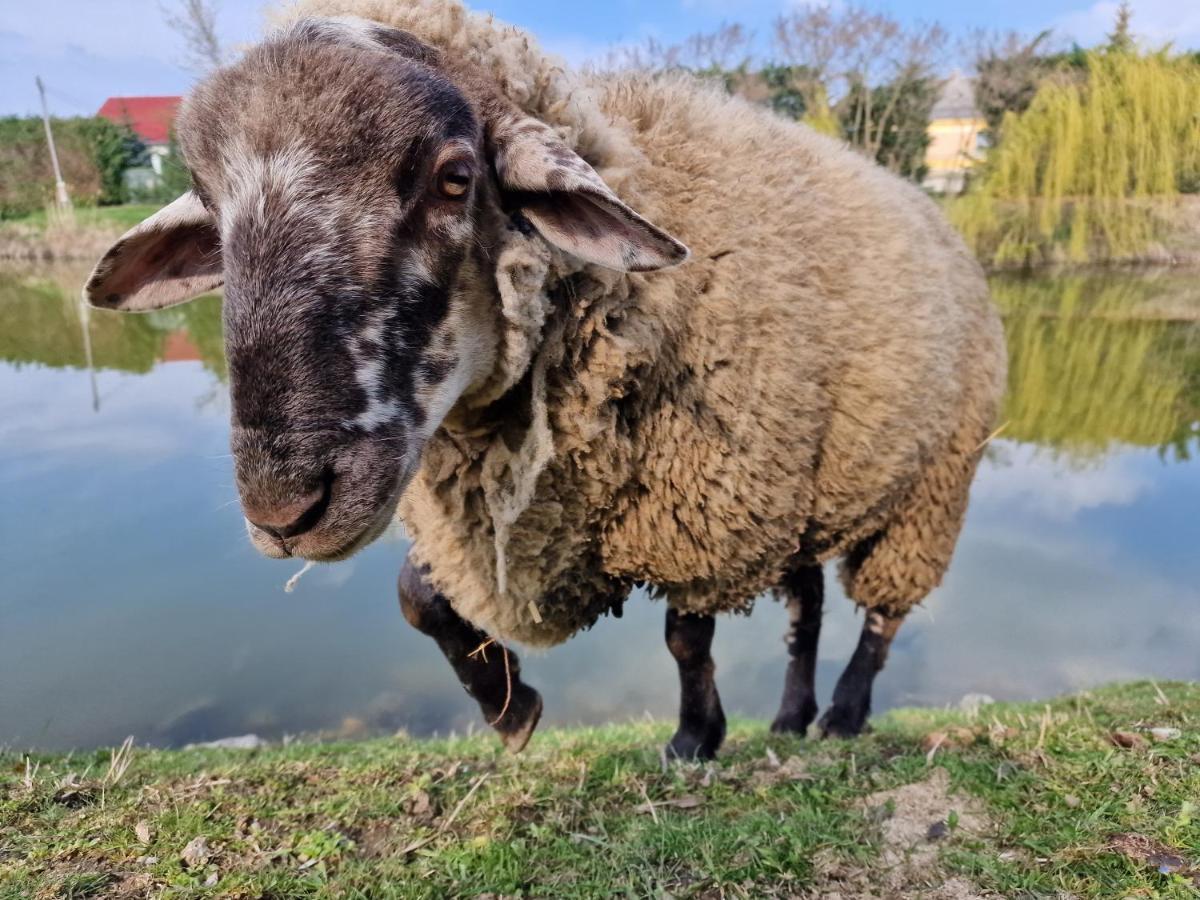 Intertranscoop Lake House Vámosszabadi Zewnętrze zdjęcie